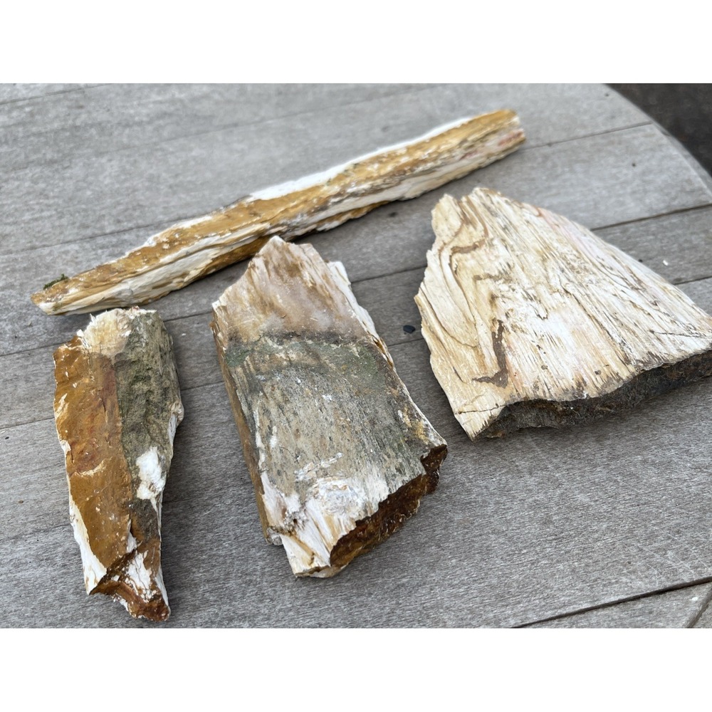 Unidentified Fossil Lot 4 Petrified Wood Tennessee